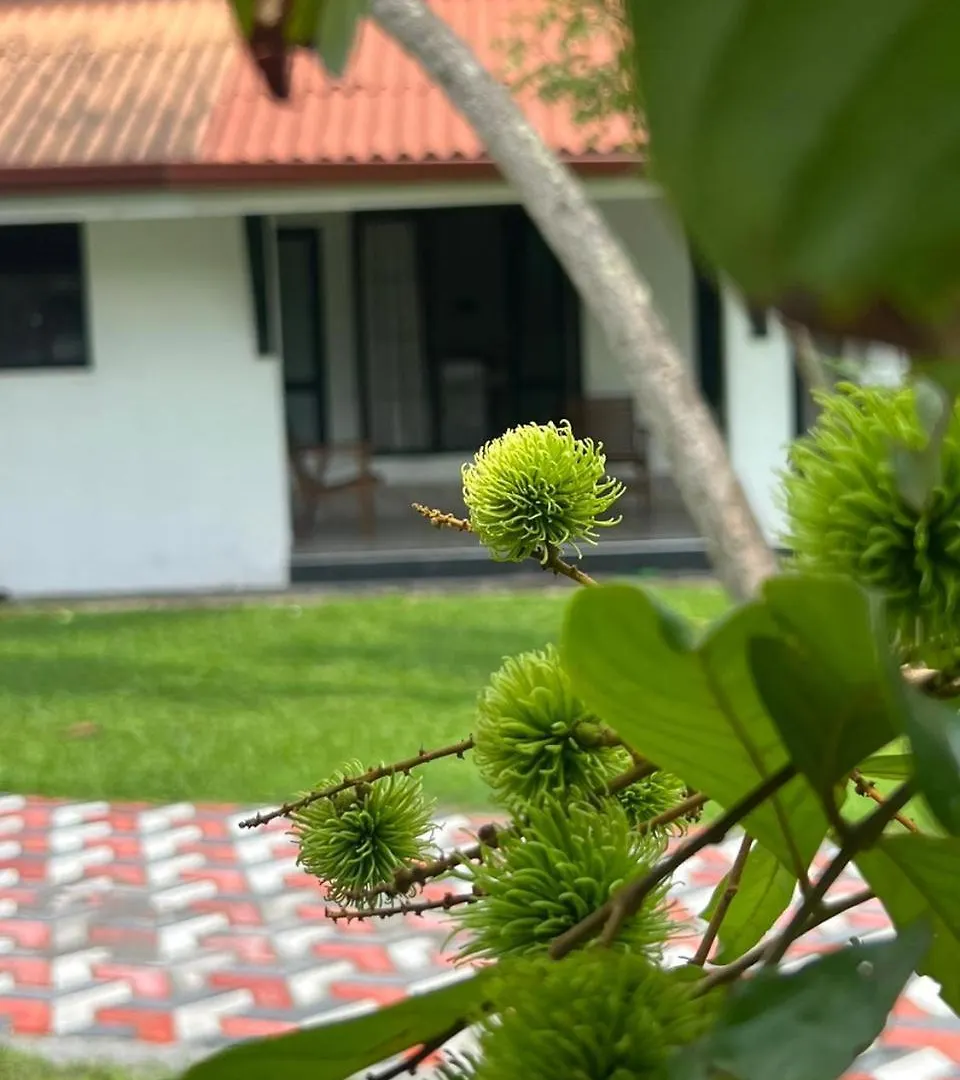 Kevzz Villa Negombo Kadirana North